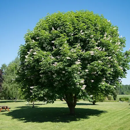 Au Jardin Fleuri Vauxaillon