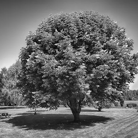 Au Jardin Fleuri Çiftlik konaklama Vauxaillon