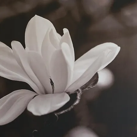 Au Jardin Fleuri Çiftlik konaklama *