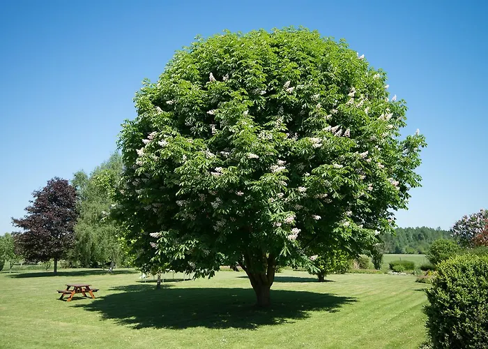 Au Jardin Fleuri Vauxaillon